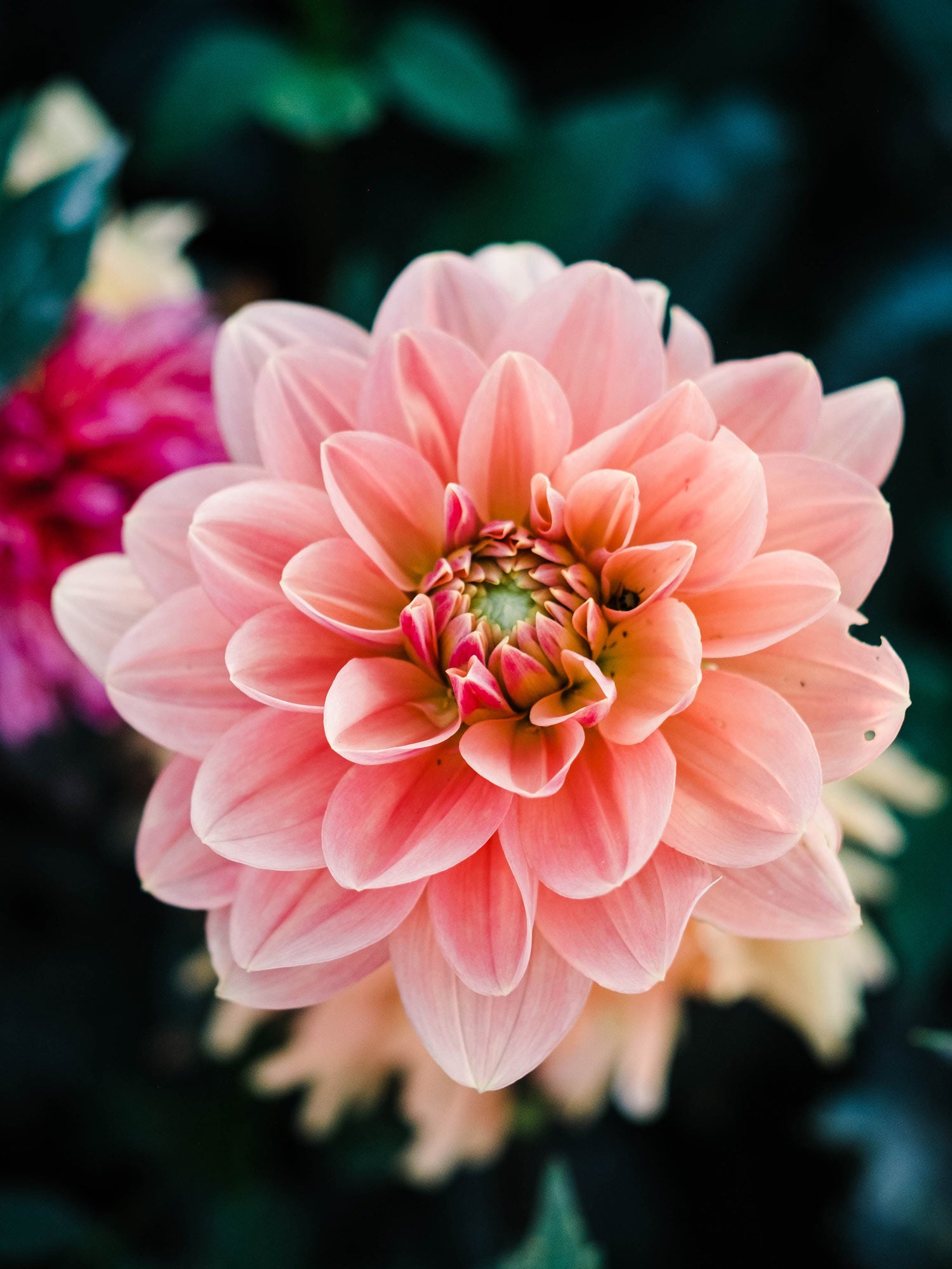 Dahlia bloom