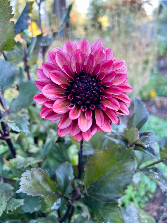 Dahlia bloom