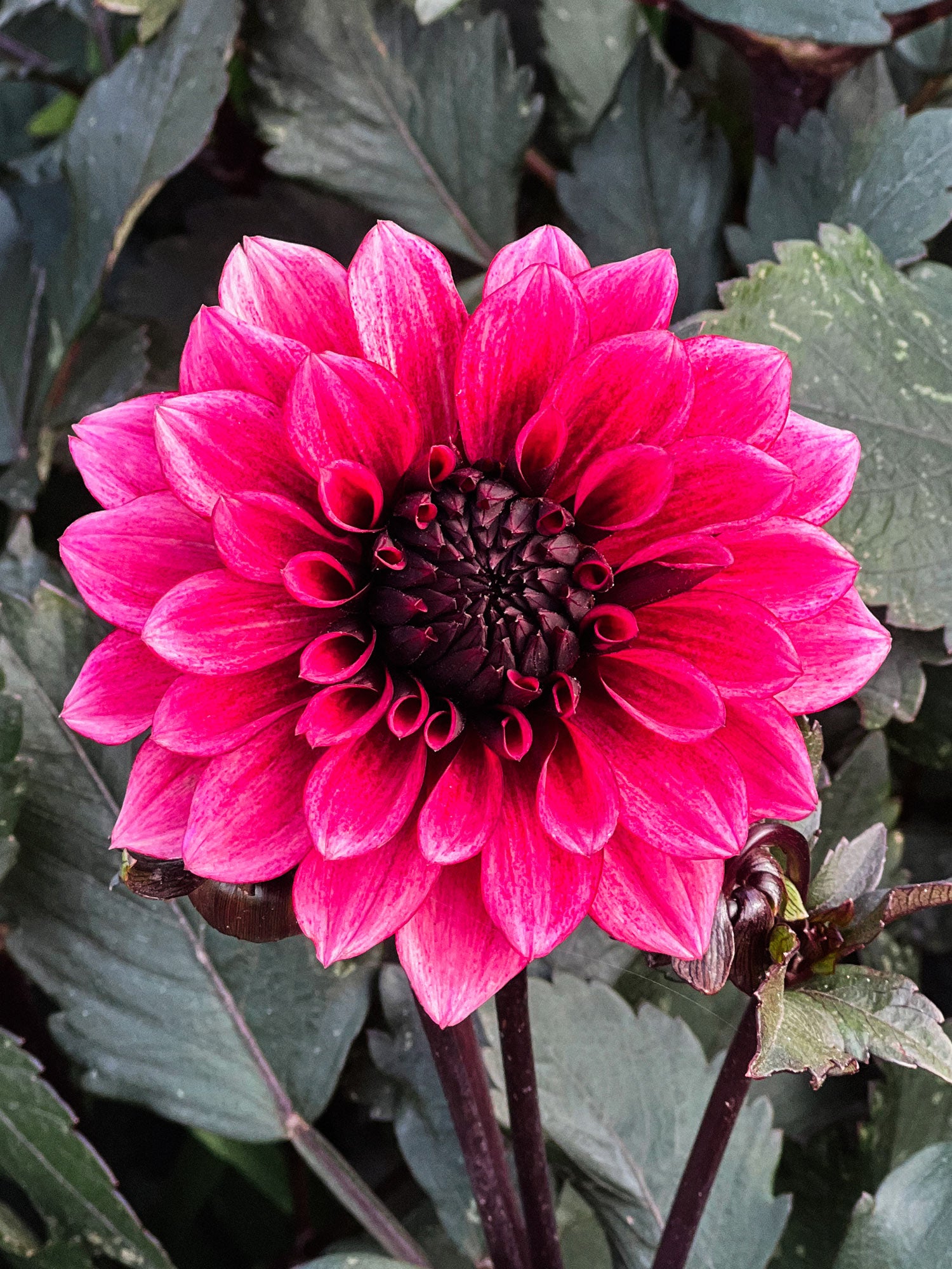 Dahlia bloom