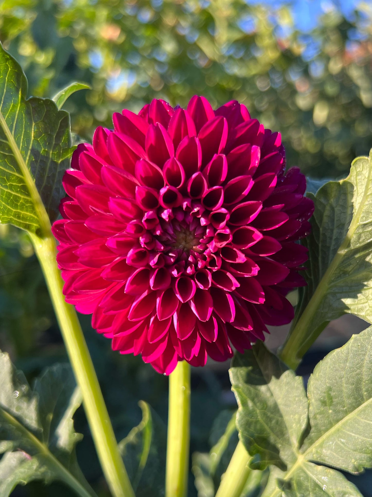 Dahlia bloom