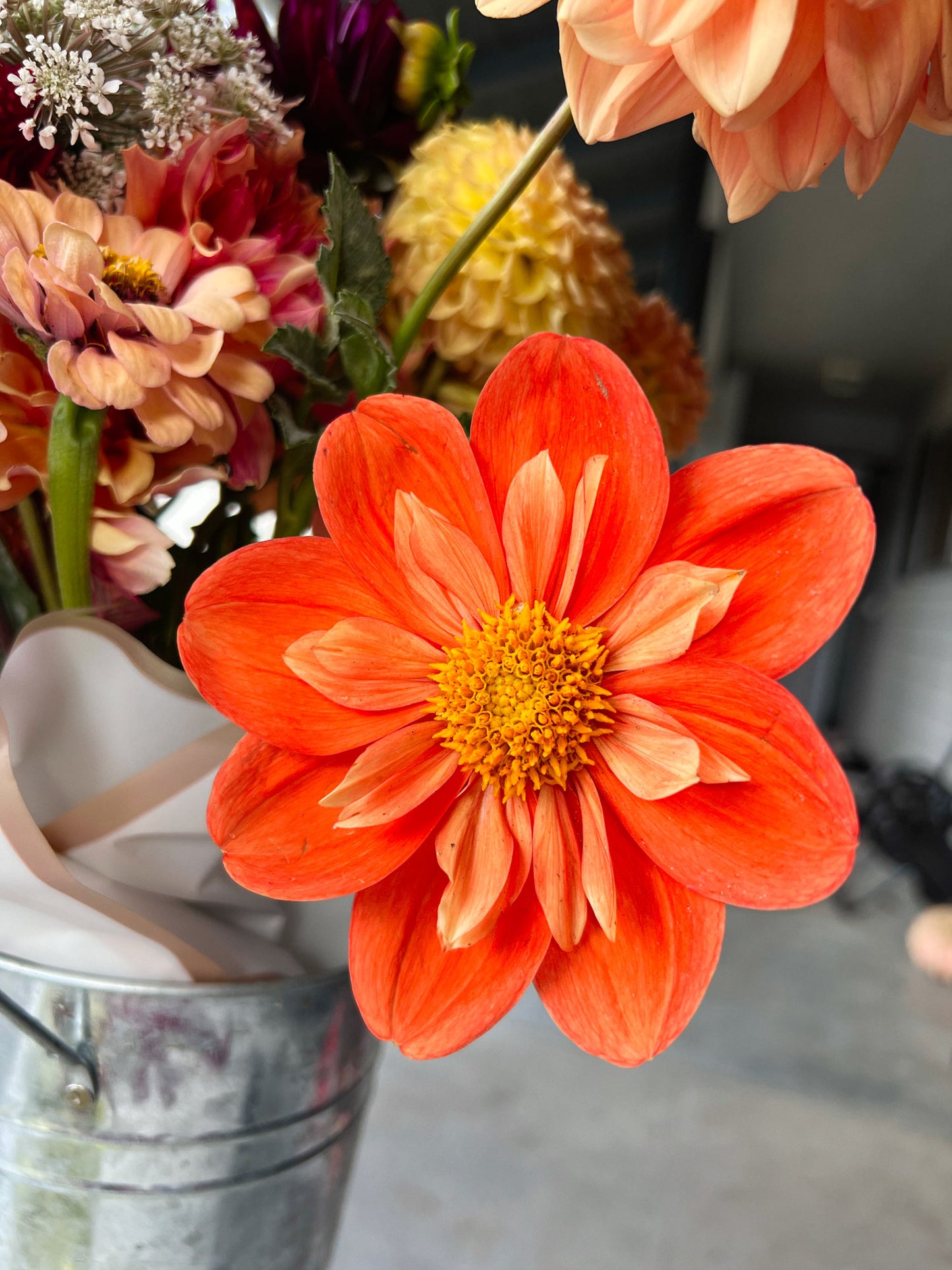 Dahlia bloom
