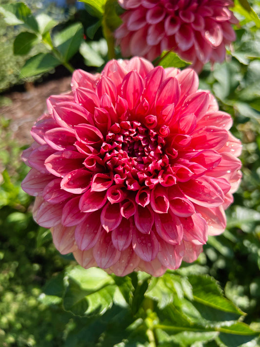 Dahlia bloom