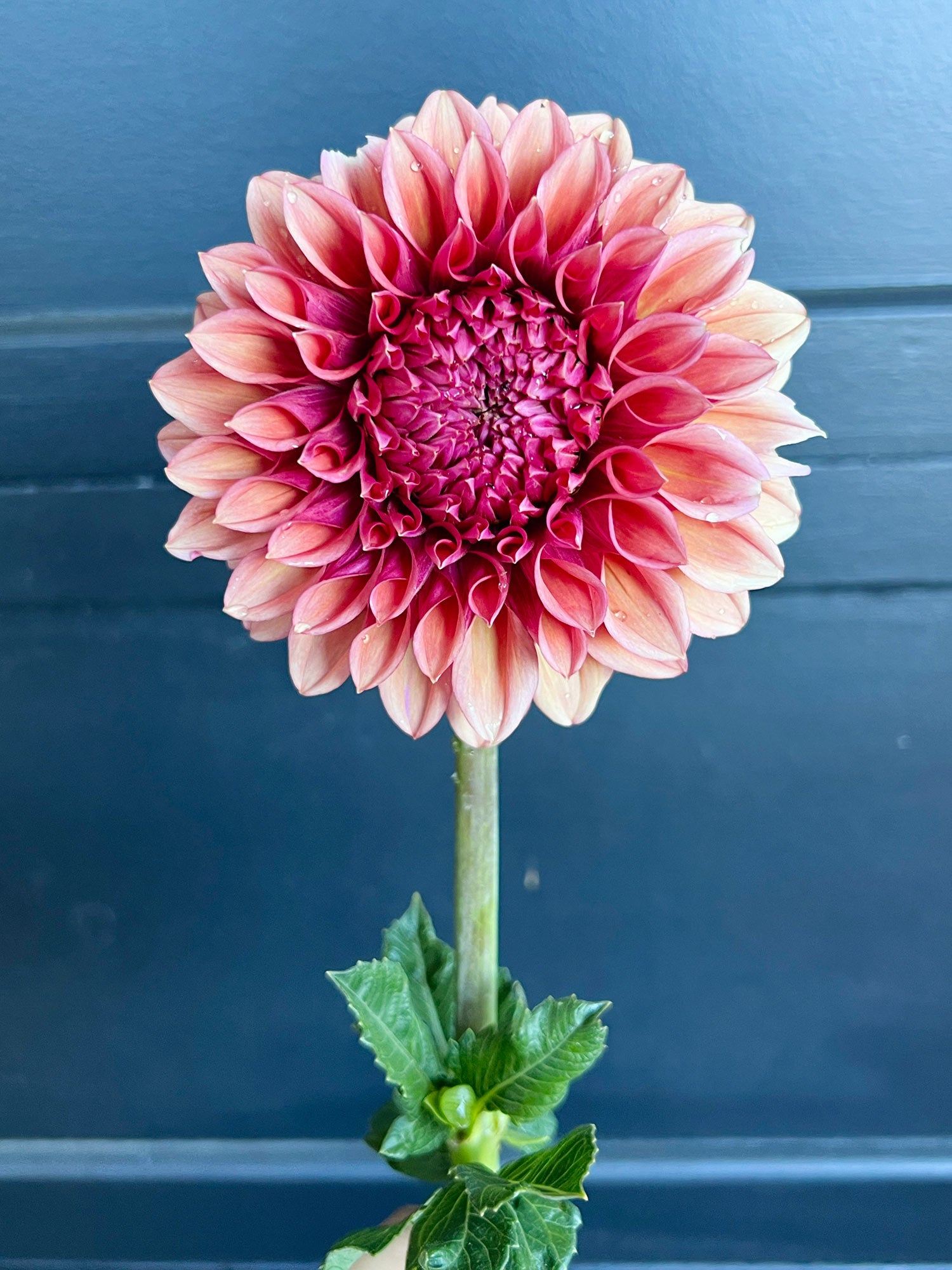 Dahlia bloom