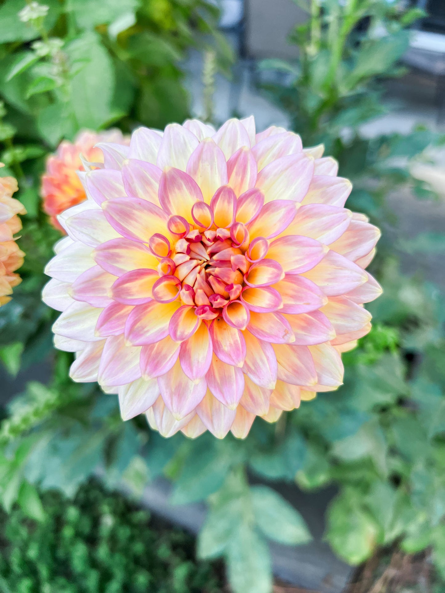 Dahlia bloom