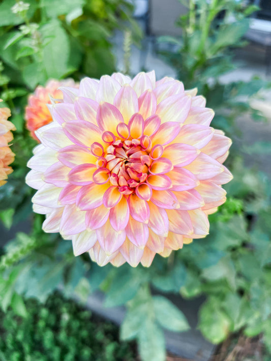 Dahlia bloom