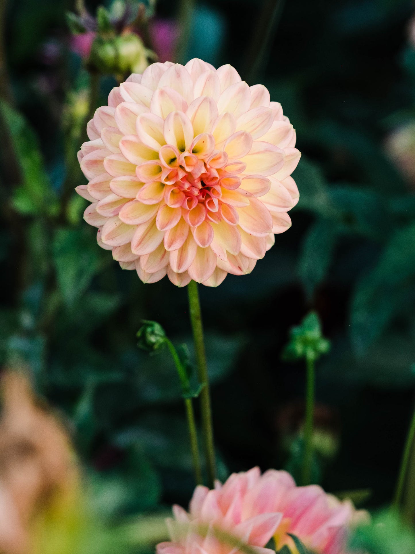 Dahlia bloom