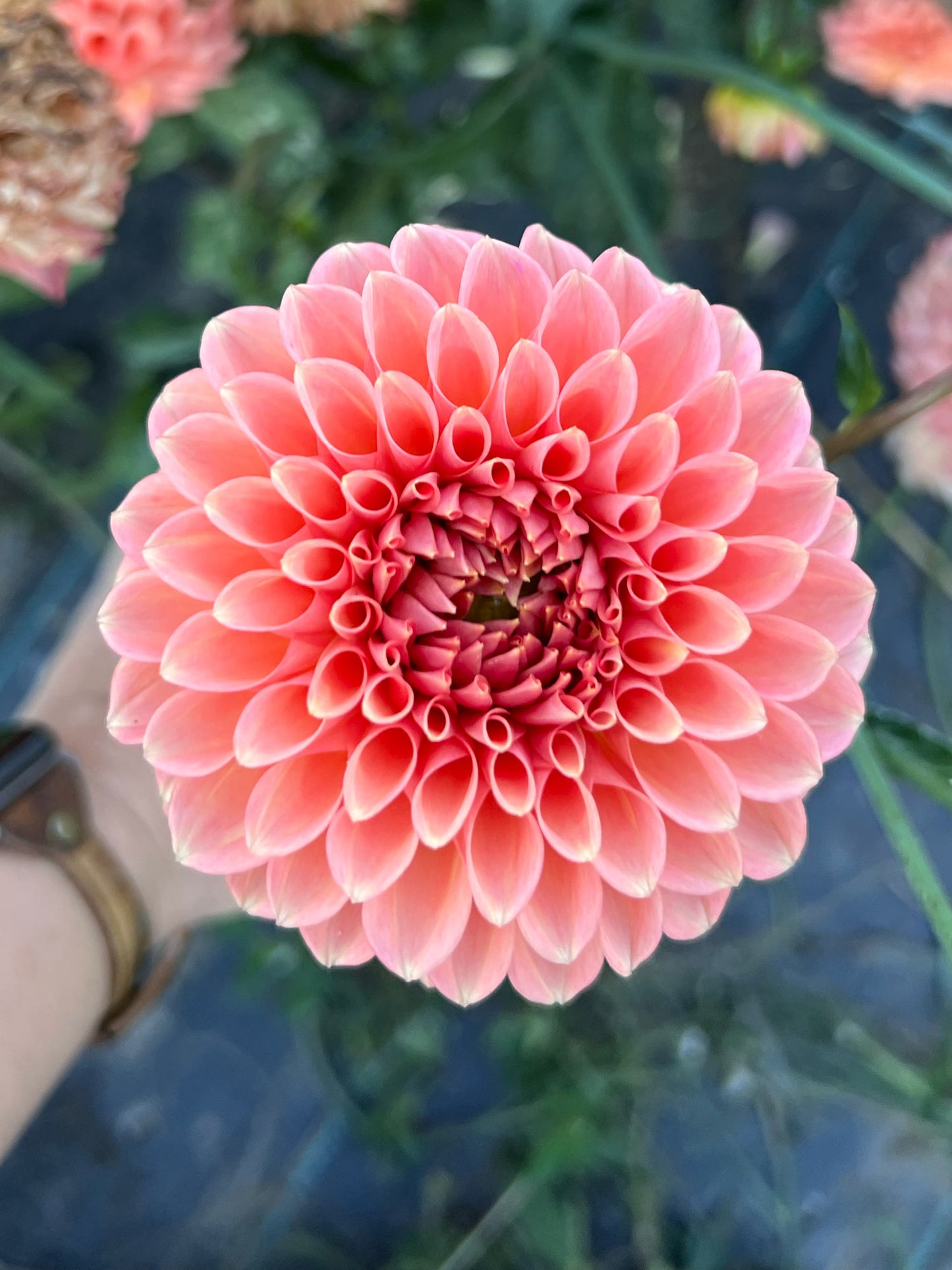 Dahlia bloom