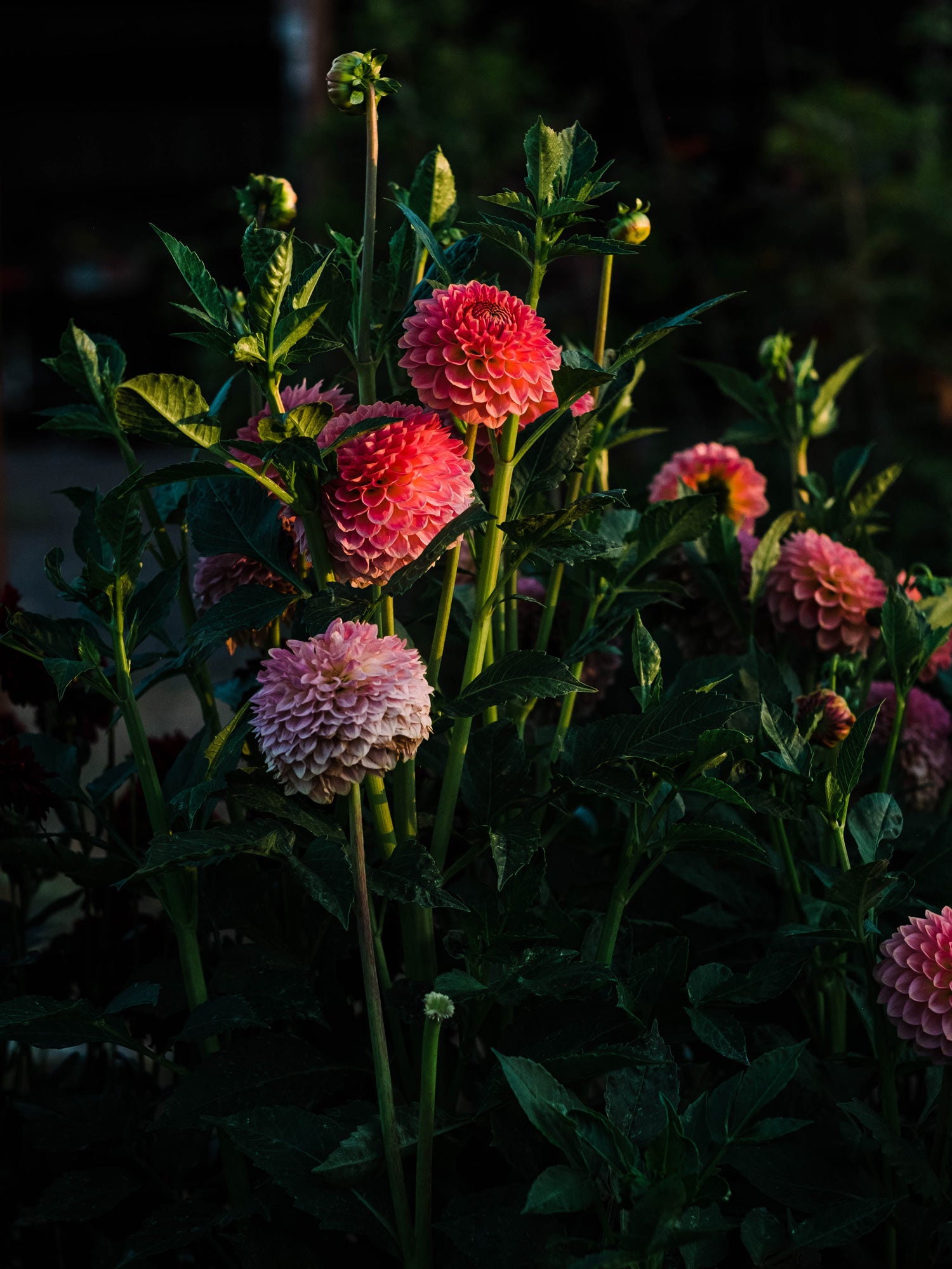 Dahlia bloom