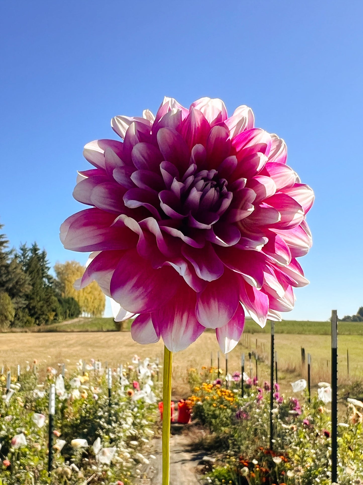 Dahlia bloom