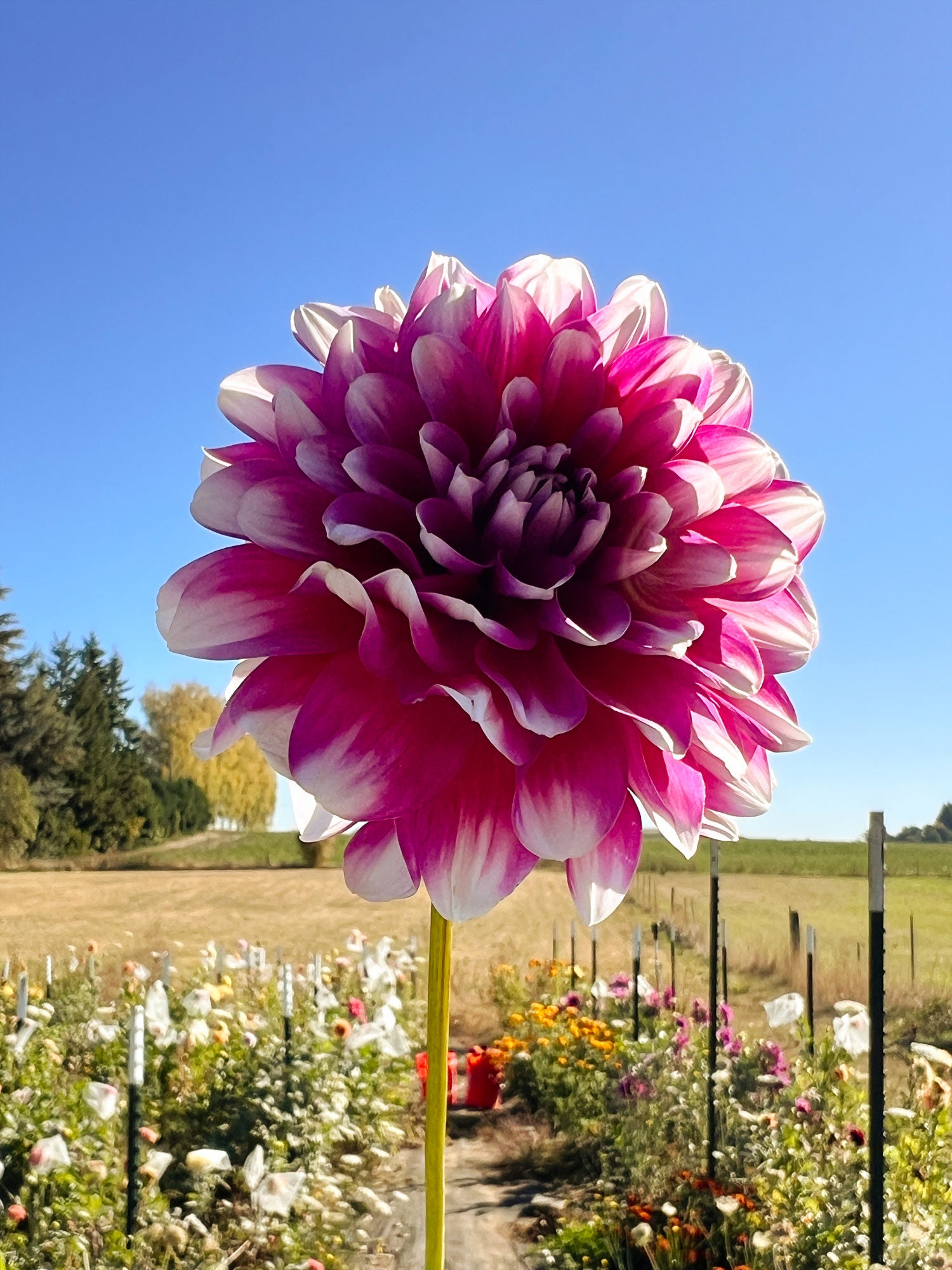 Dahlia bloom