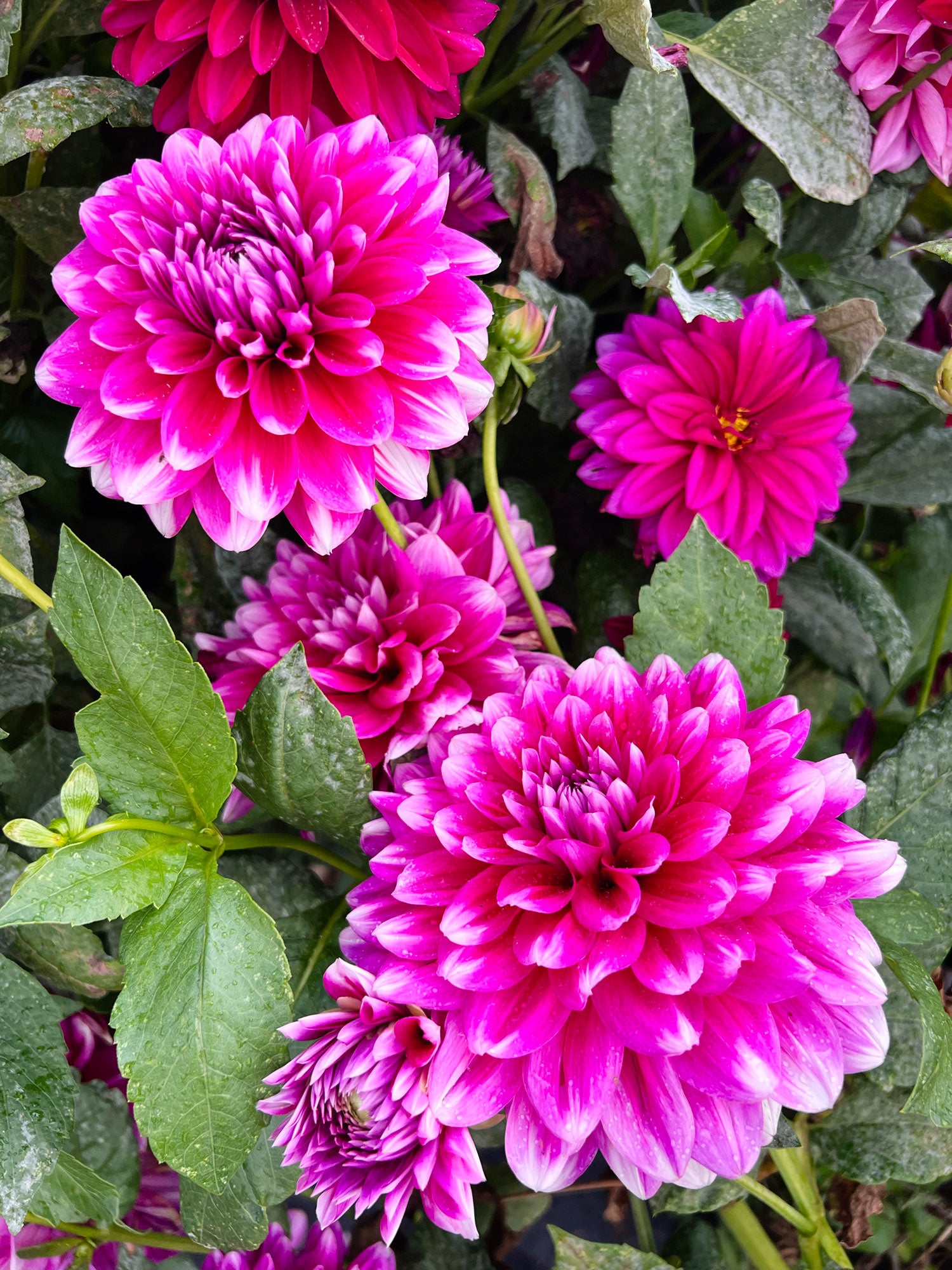 Dahlia bloom
