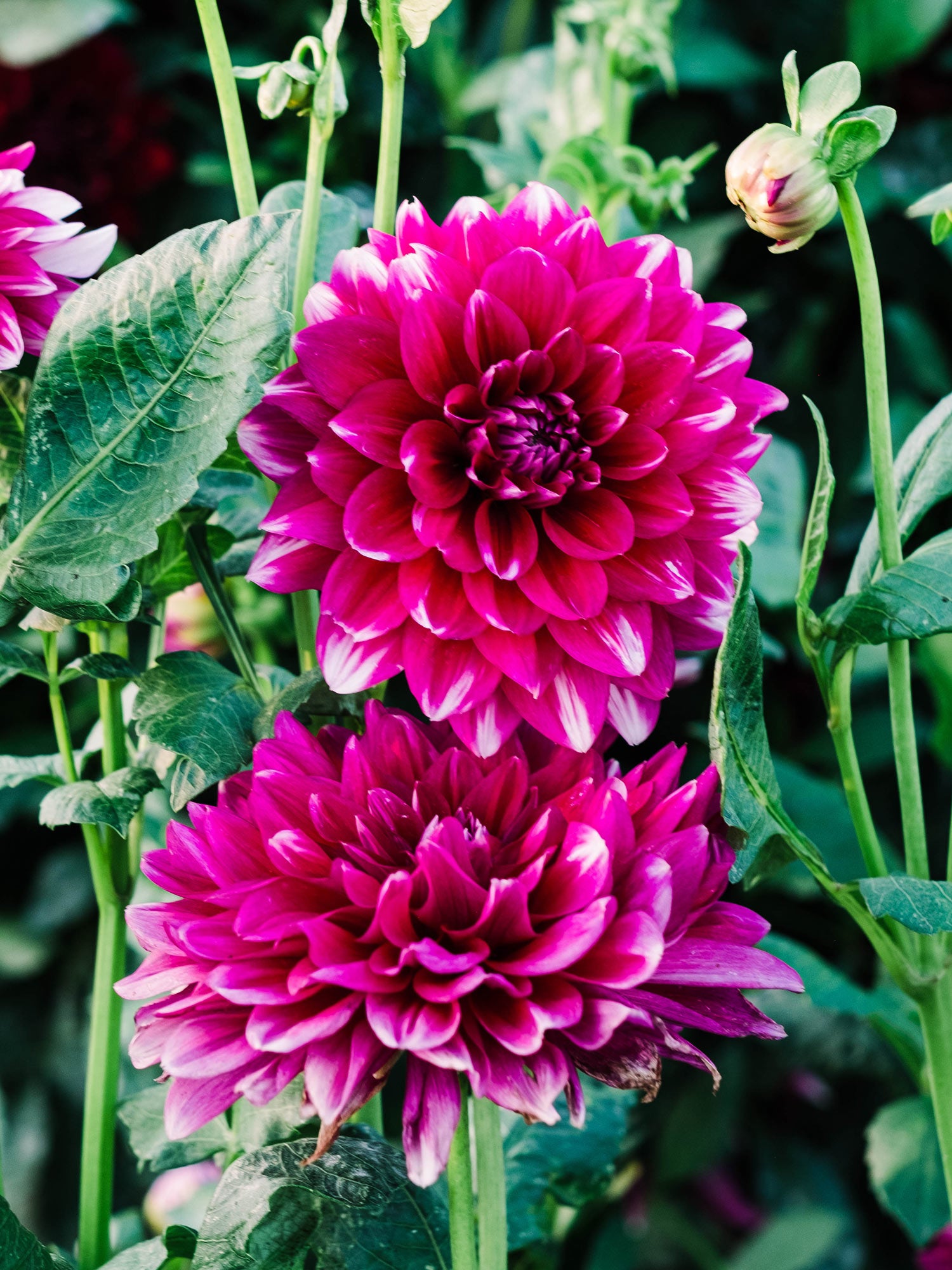 Dahlia bloom