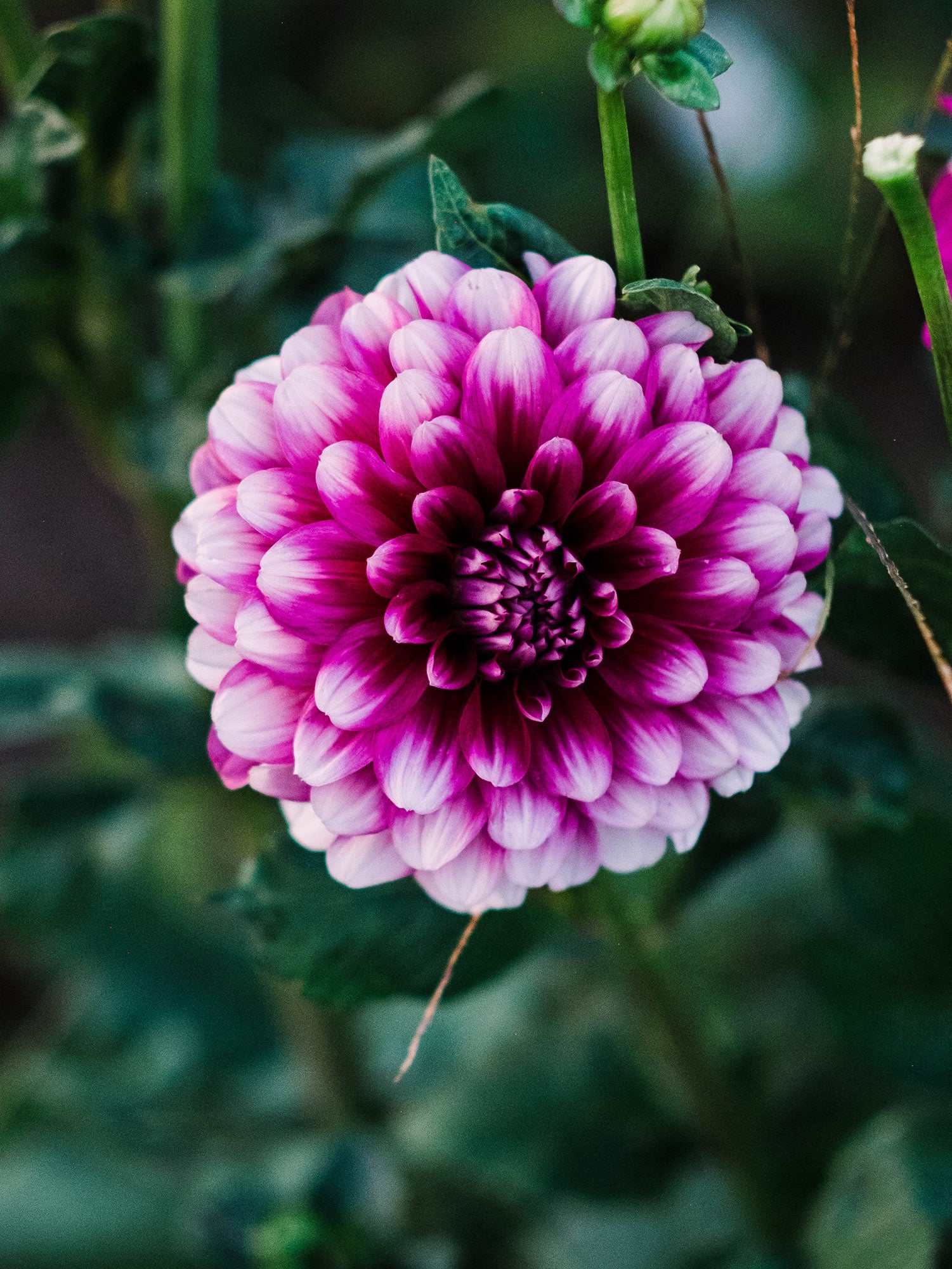 Dahlia bloom
