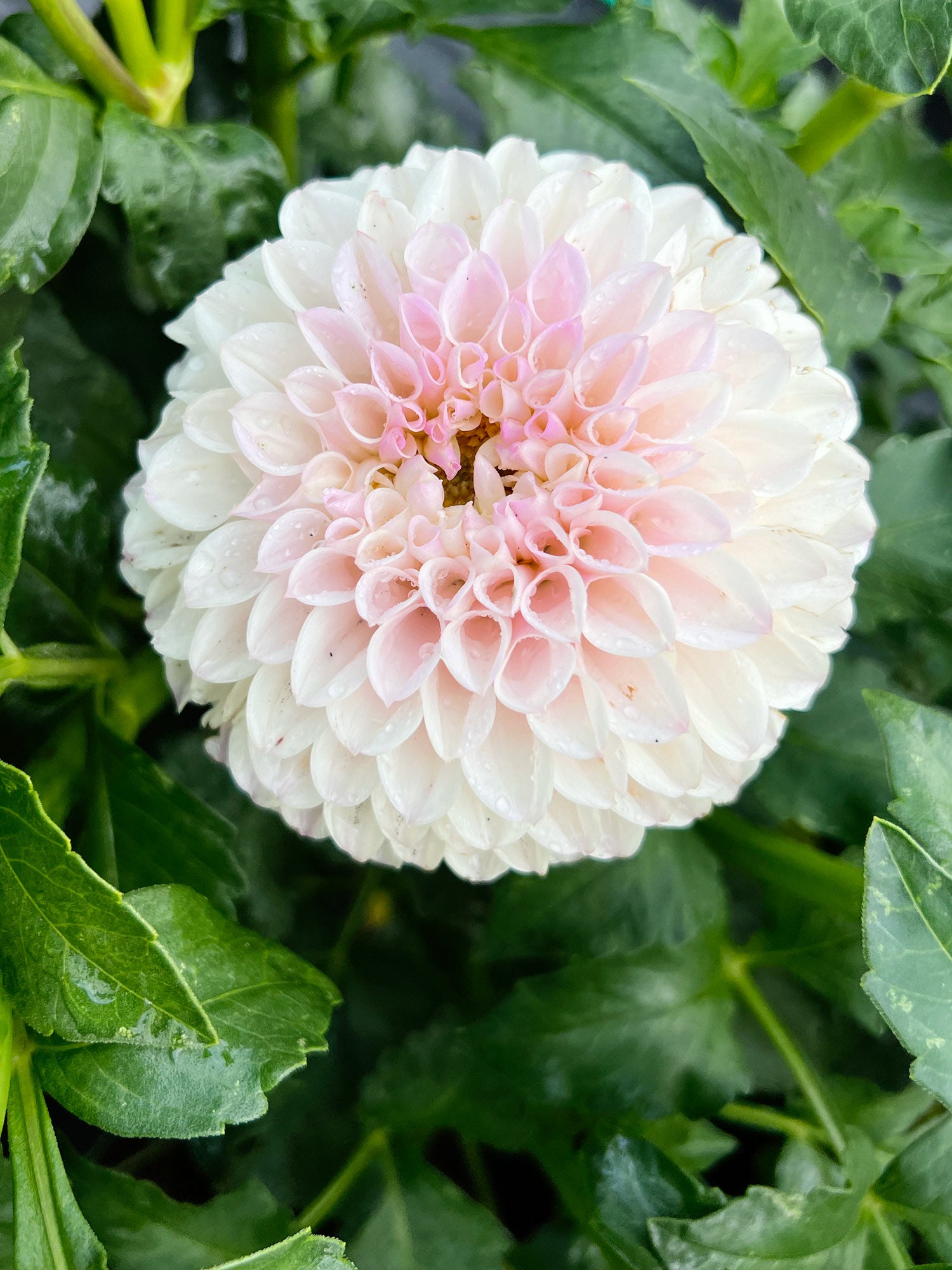 Dahlia bloom