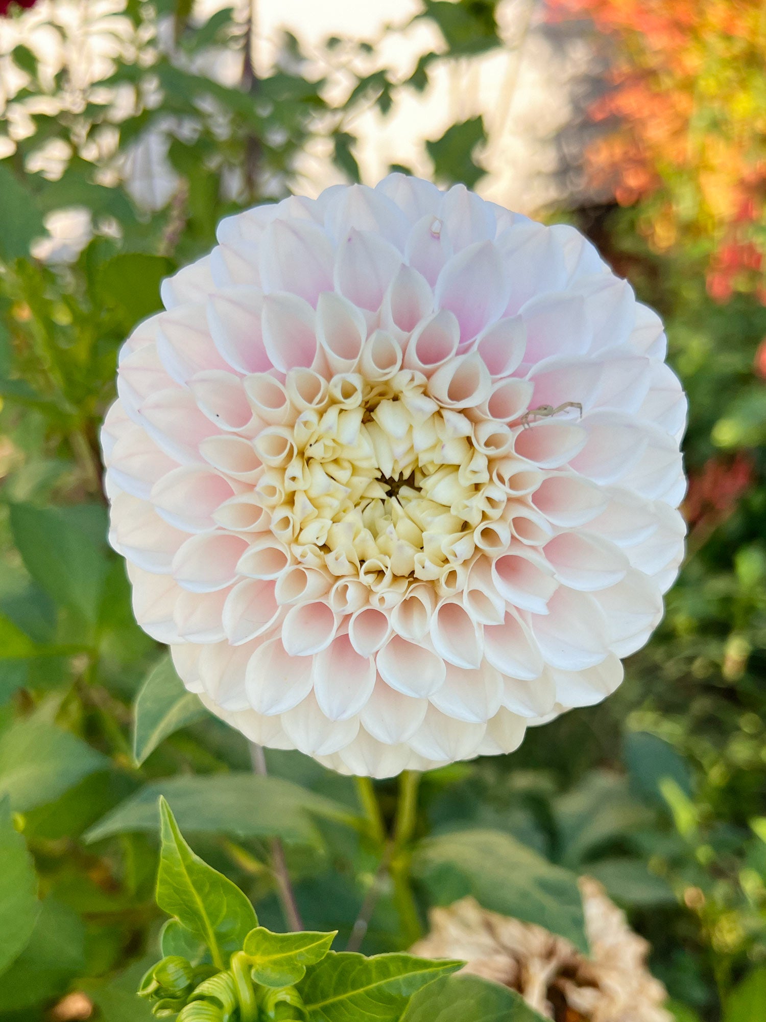 Dahlia bloom