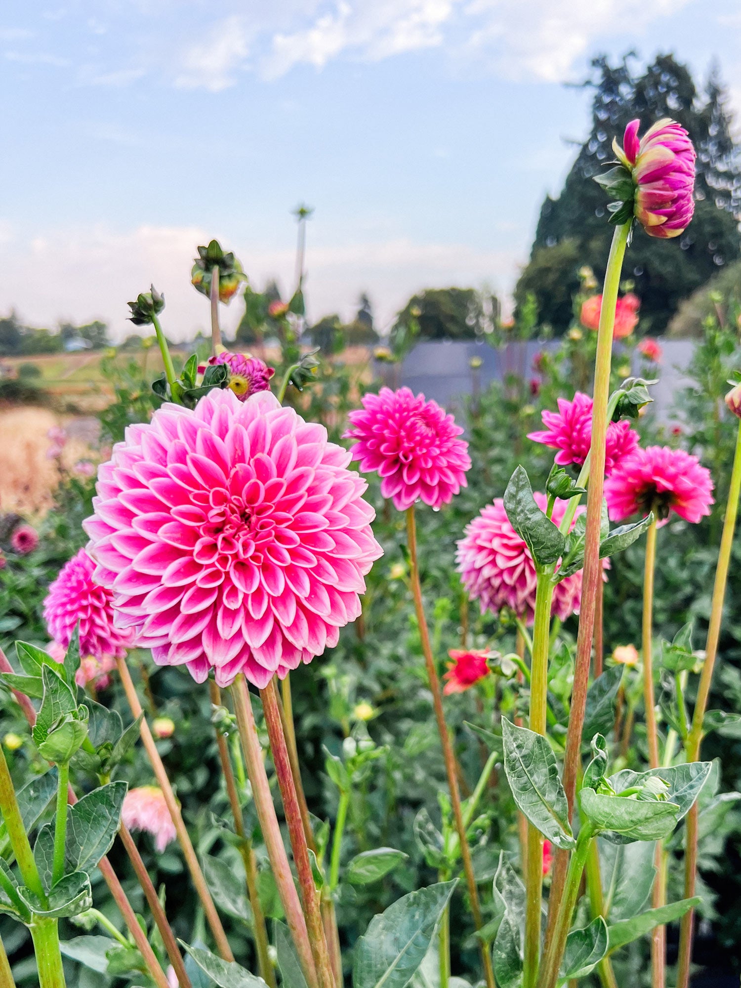 Dahlia bloom