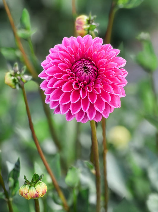 Dahlia bloom