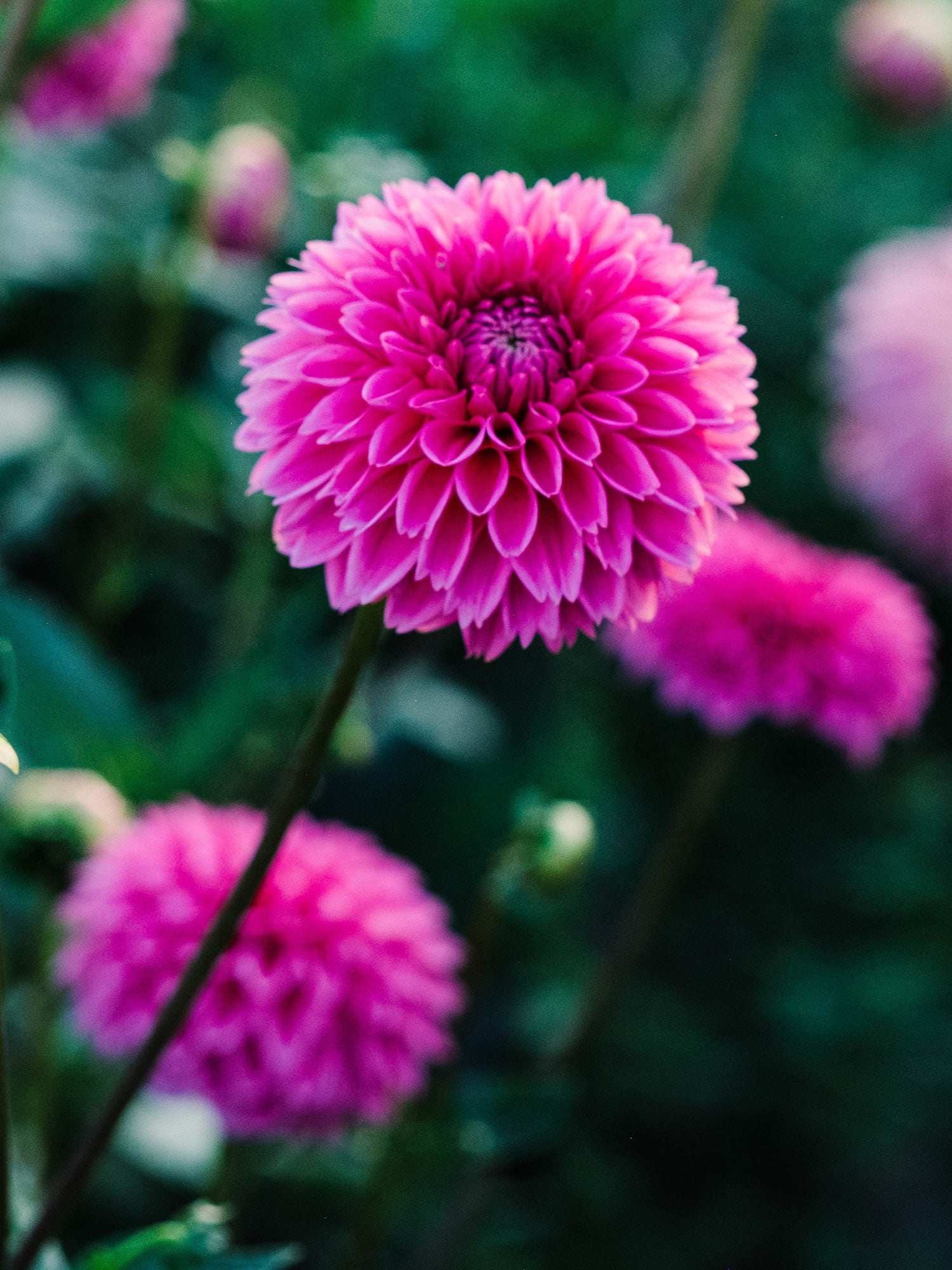 Dahlia bloom