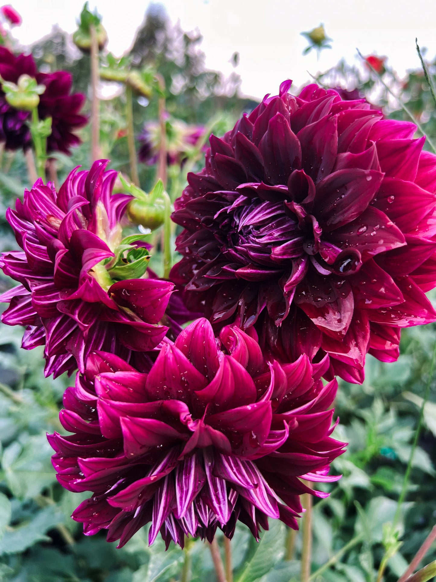 Dahlia bloom