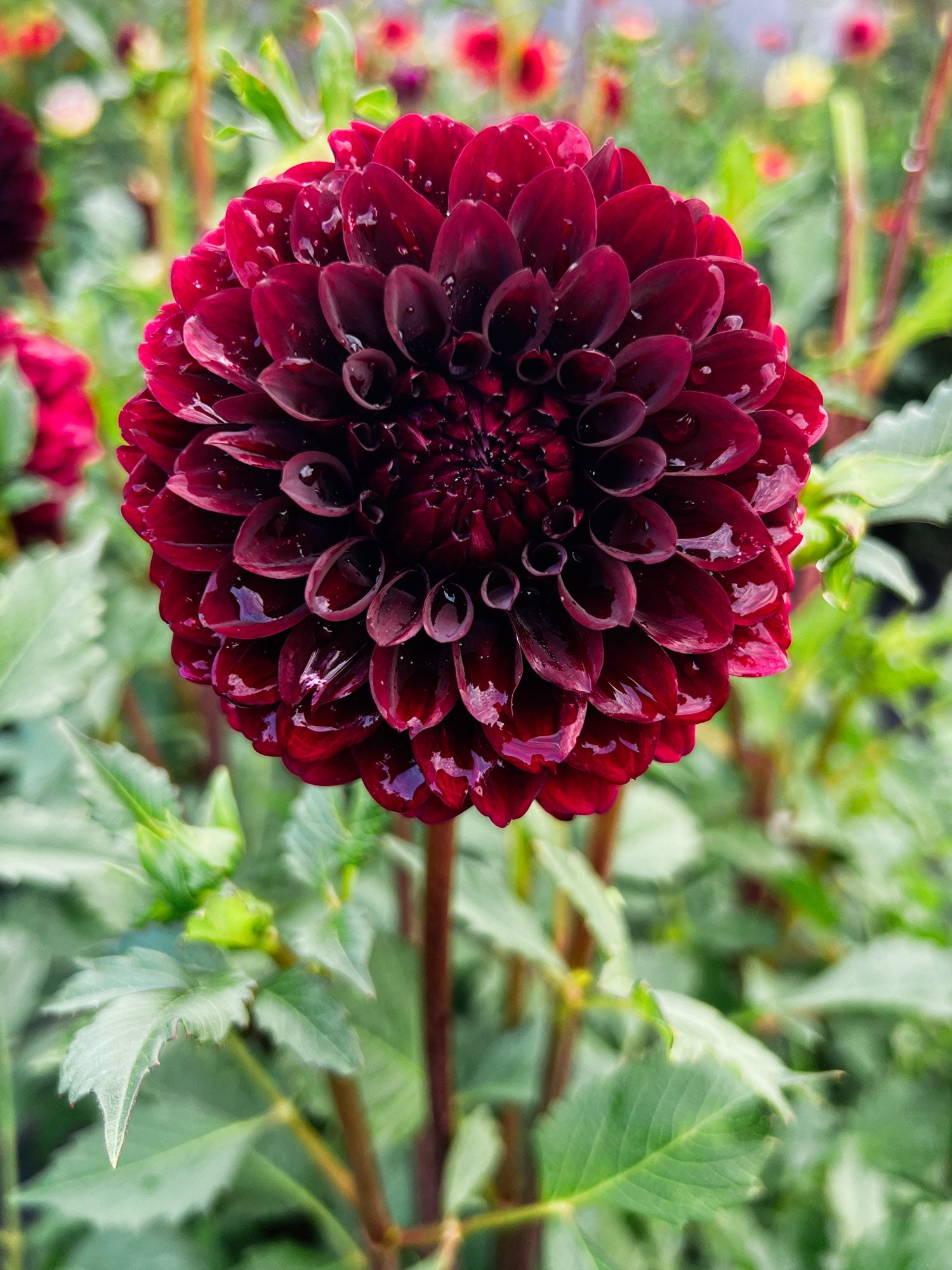 Dahlia bloom