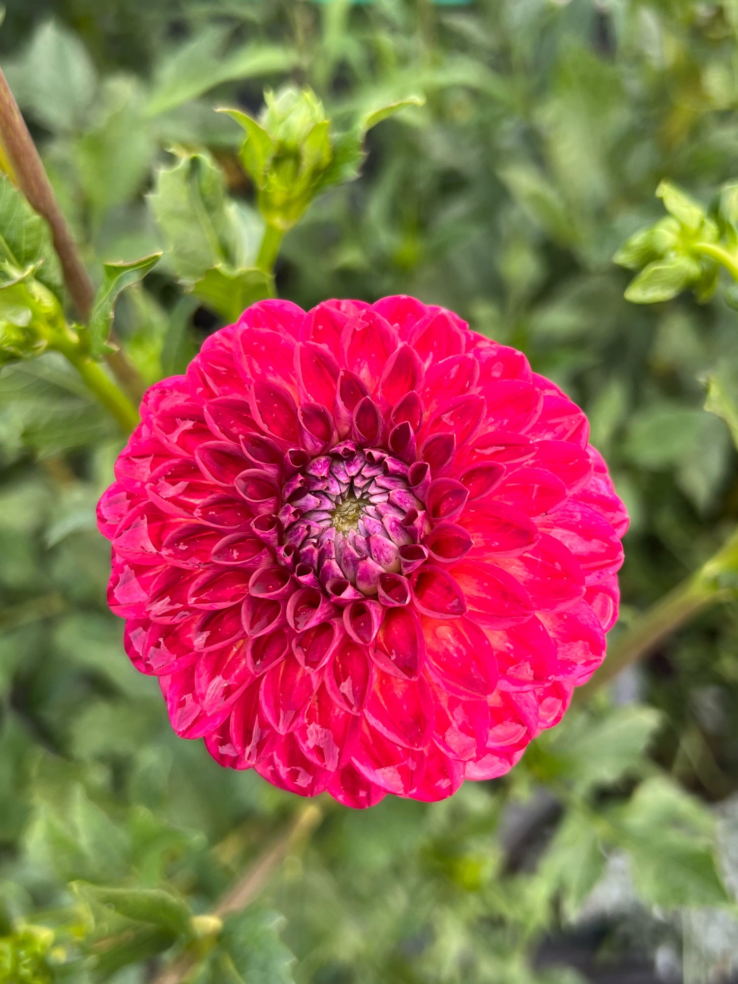 Dahlia bloom