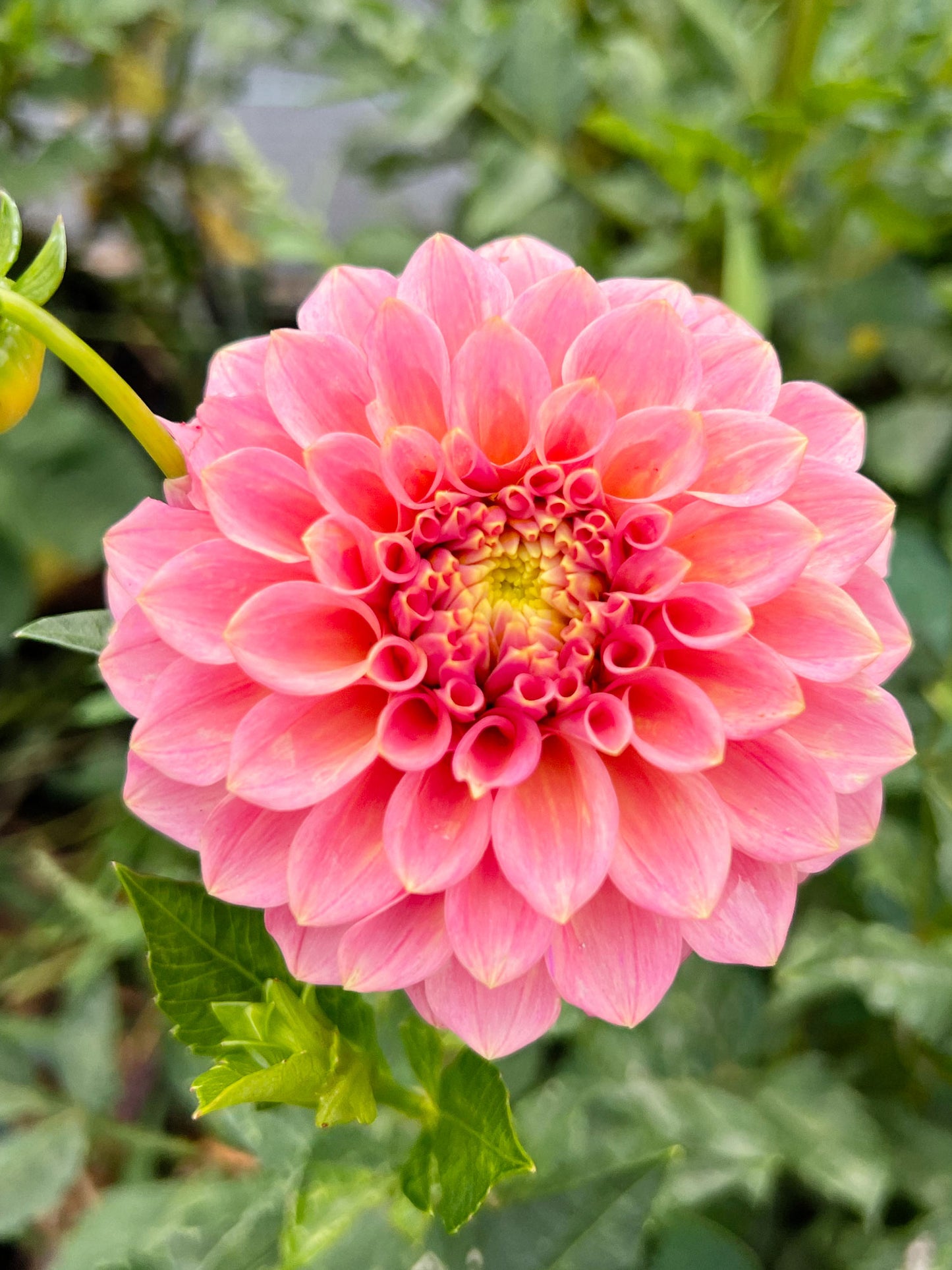 Dahlia bloom