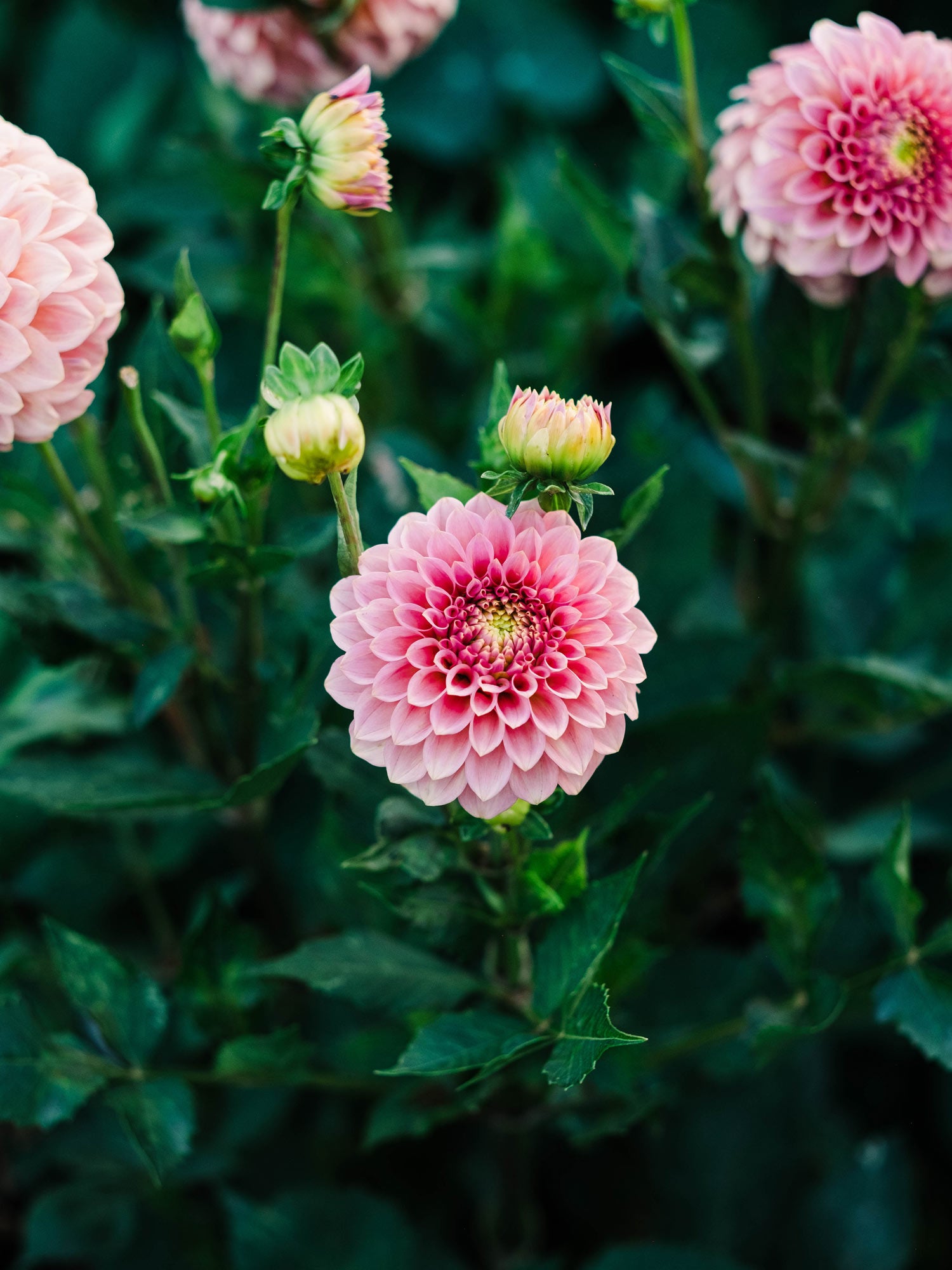 Dahlia bloom