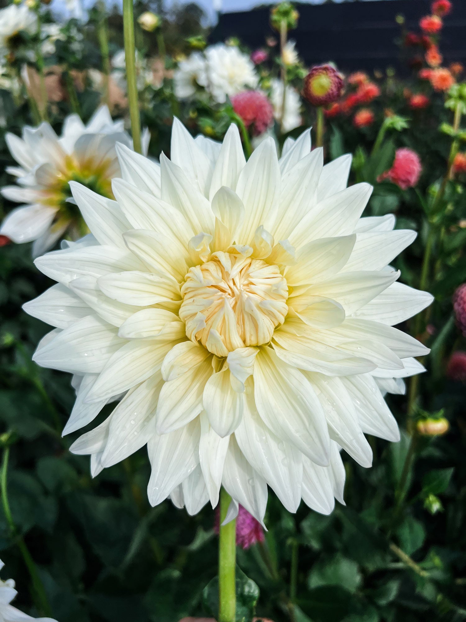 Dahlia bloom