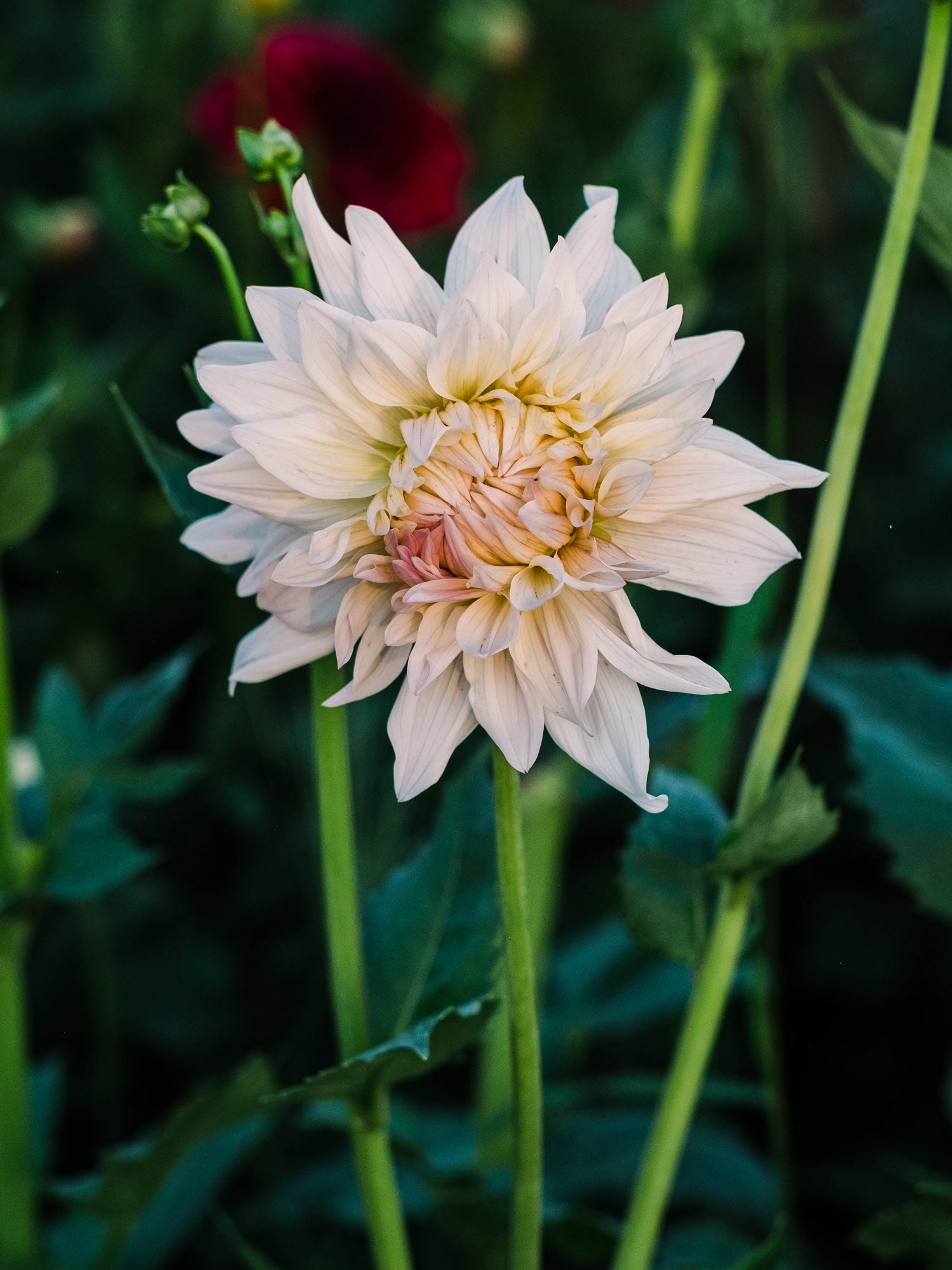 Dahlia bloom