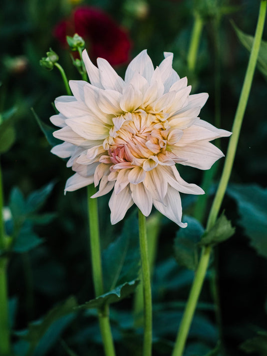 Dahlia bloom