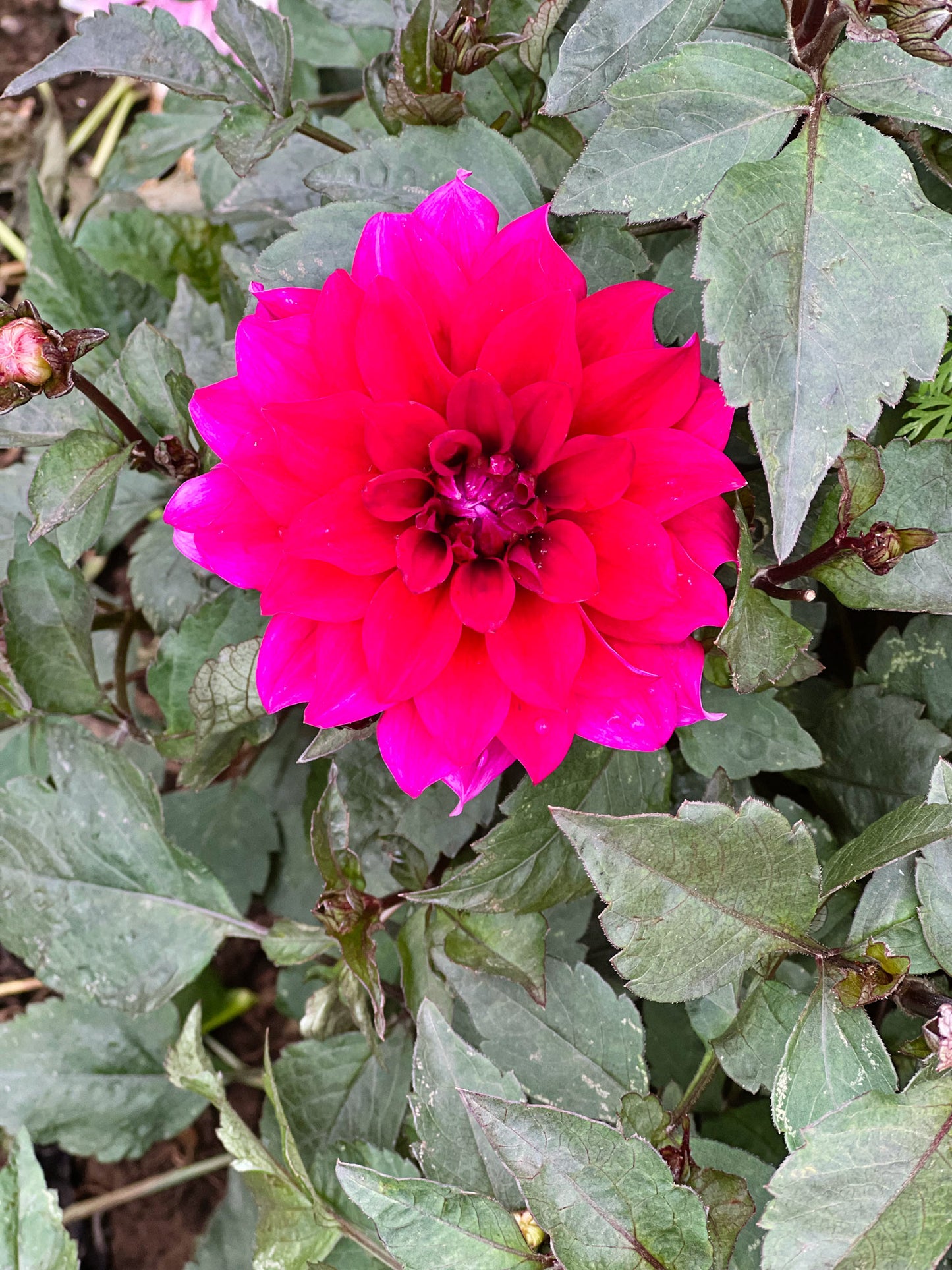 Dahlia bloom