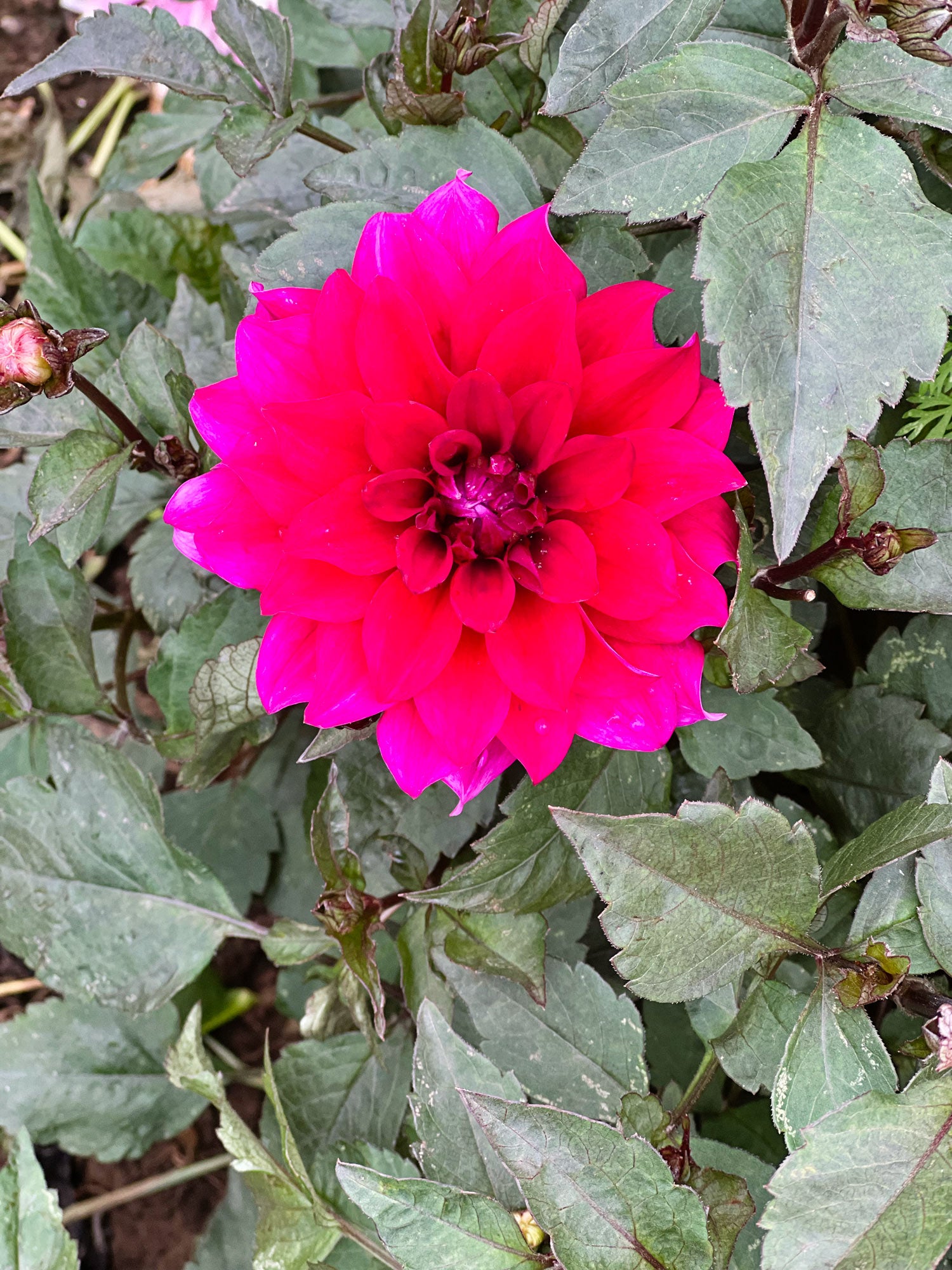 Dahlia bloom