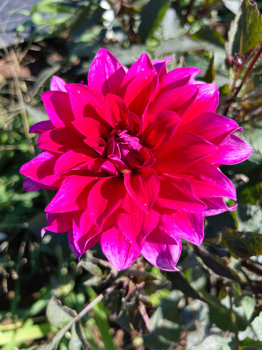 Dahlia bloom