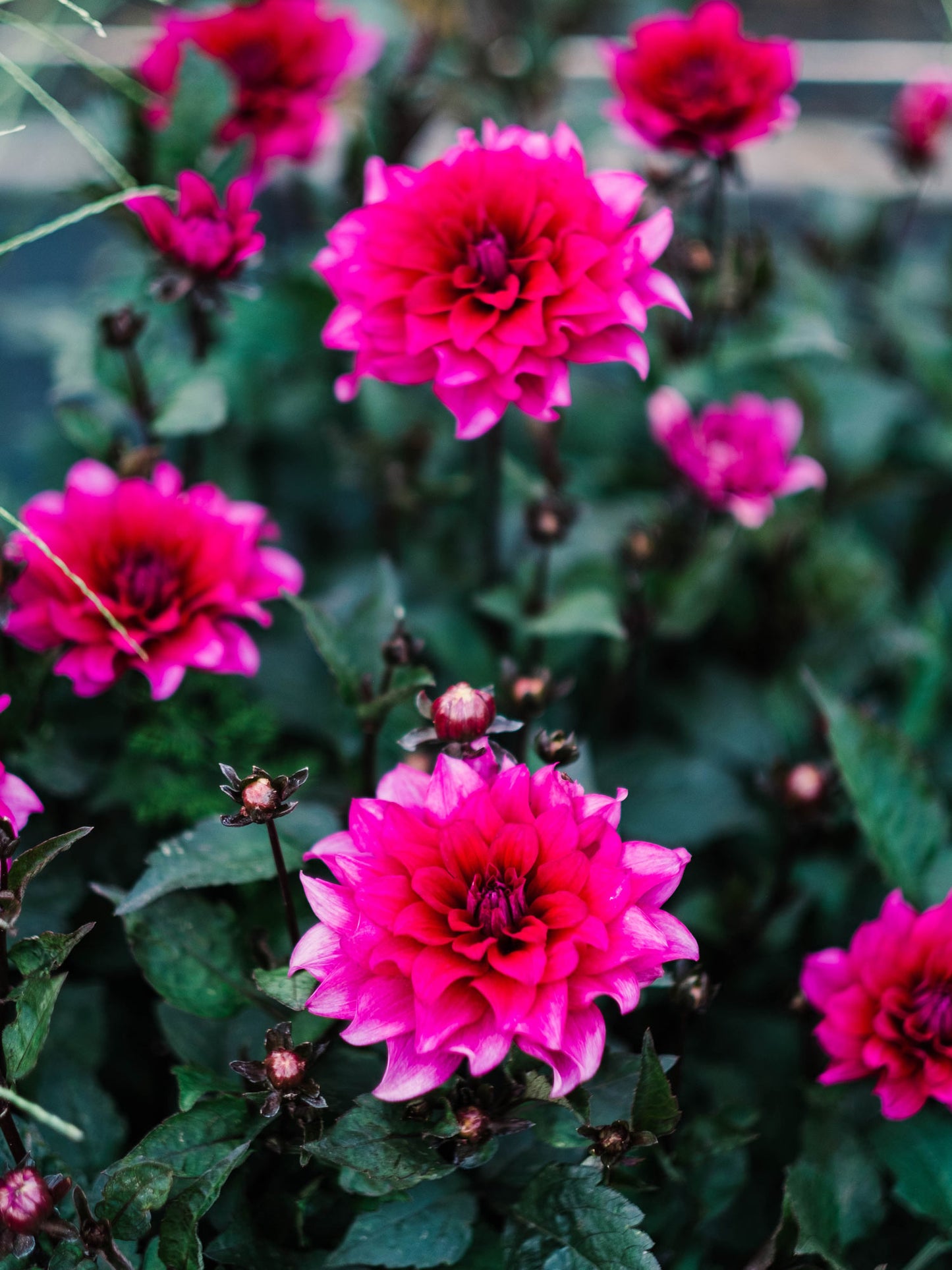 Dahlia bloom
