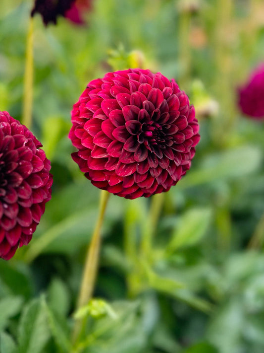 Dahlia bloom