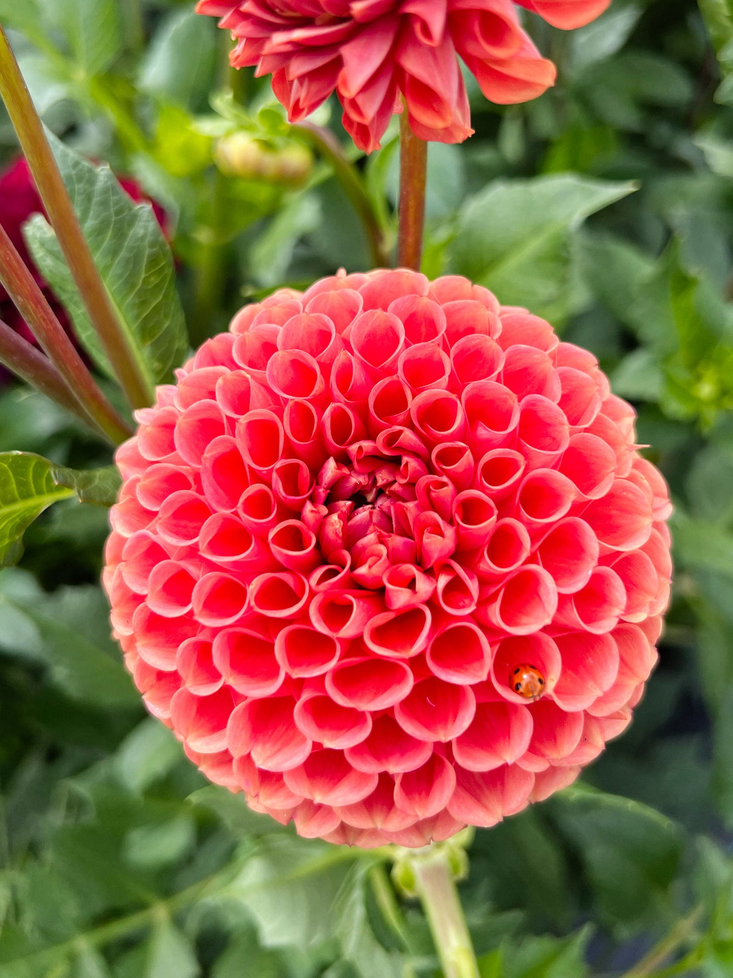 Dahlia bloom