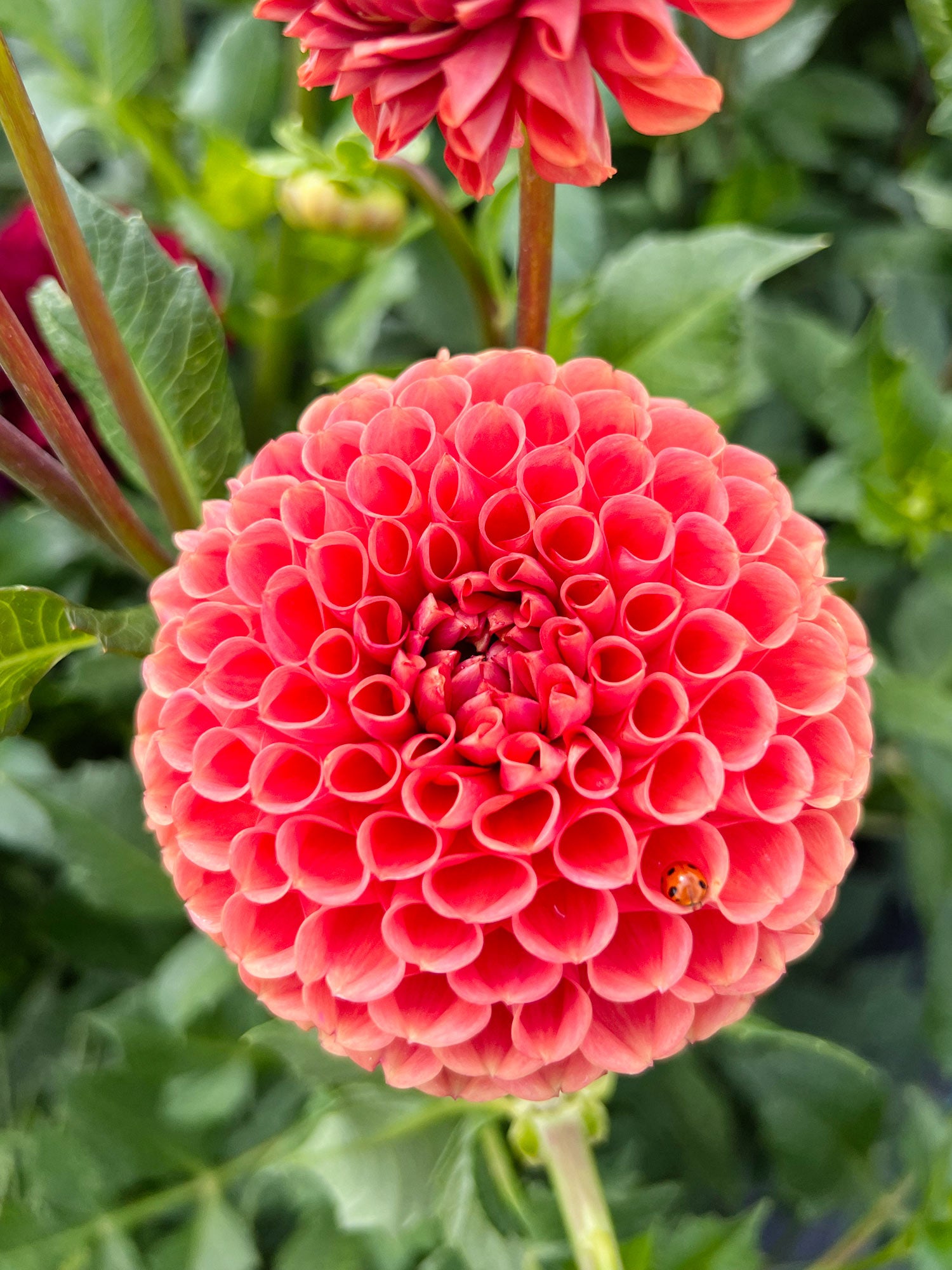Dahlia bloom