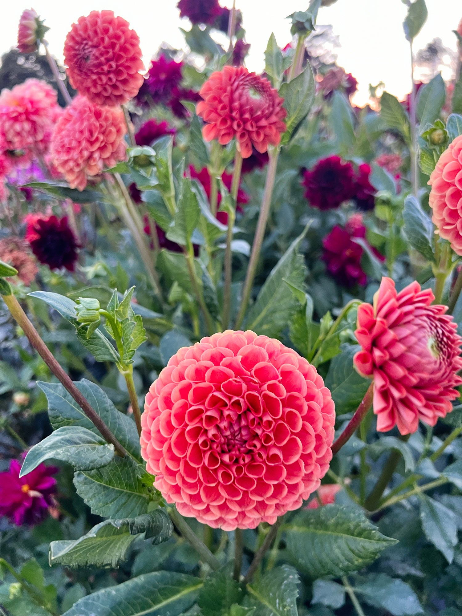 Dahlia bloom