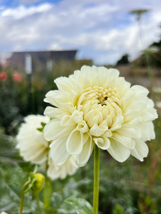 Dahlia bloom