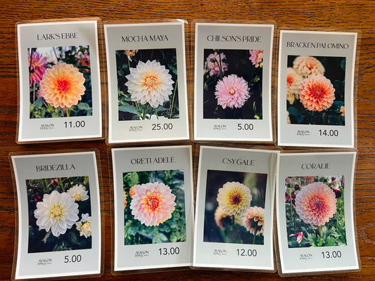 Cream & Dreamy — Clearance Bundle 04
