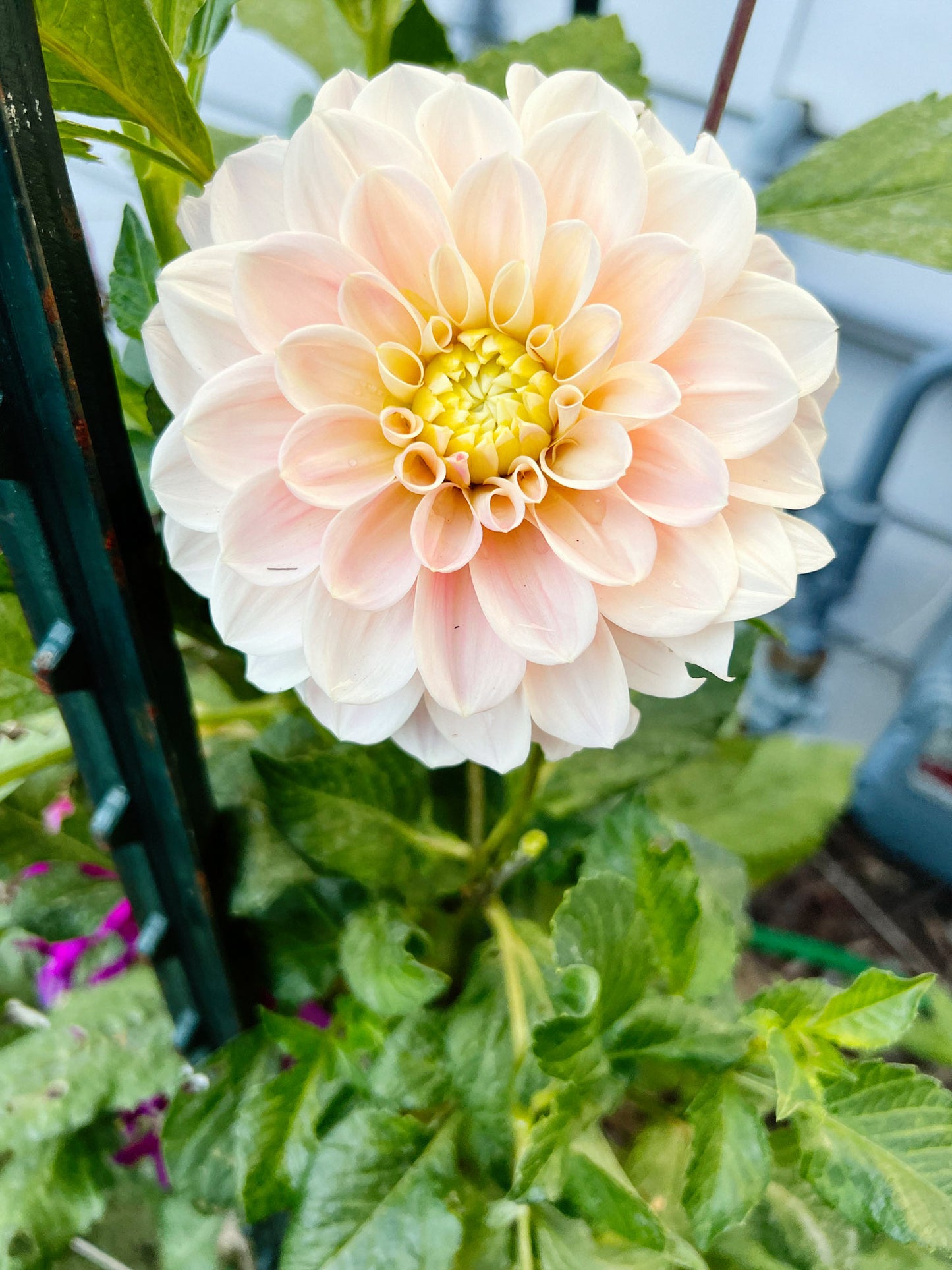 Dahlia bloom
