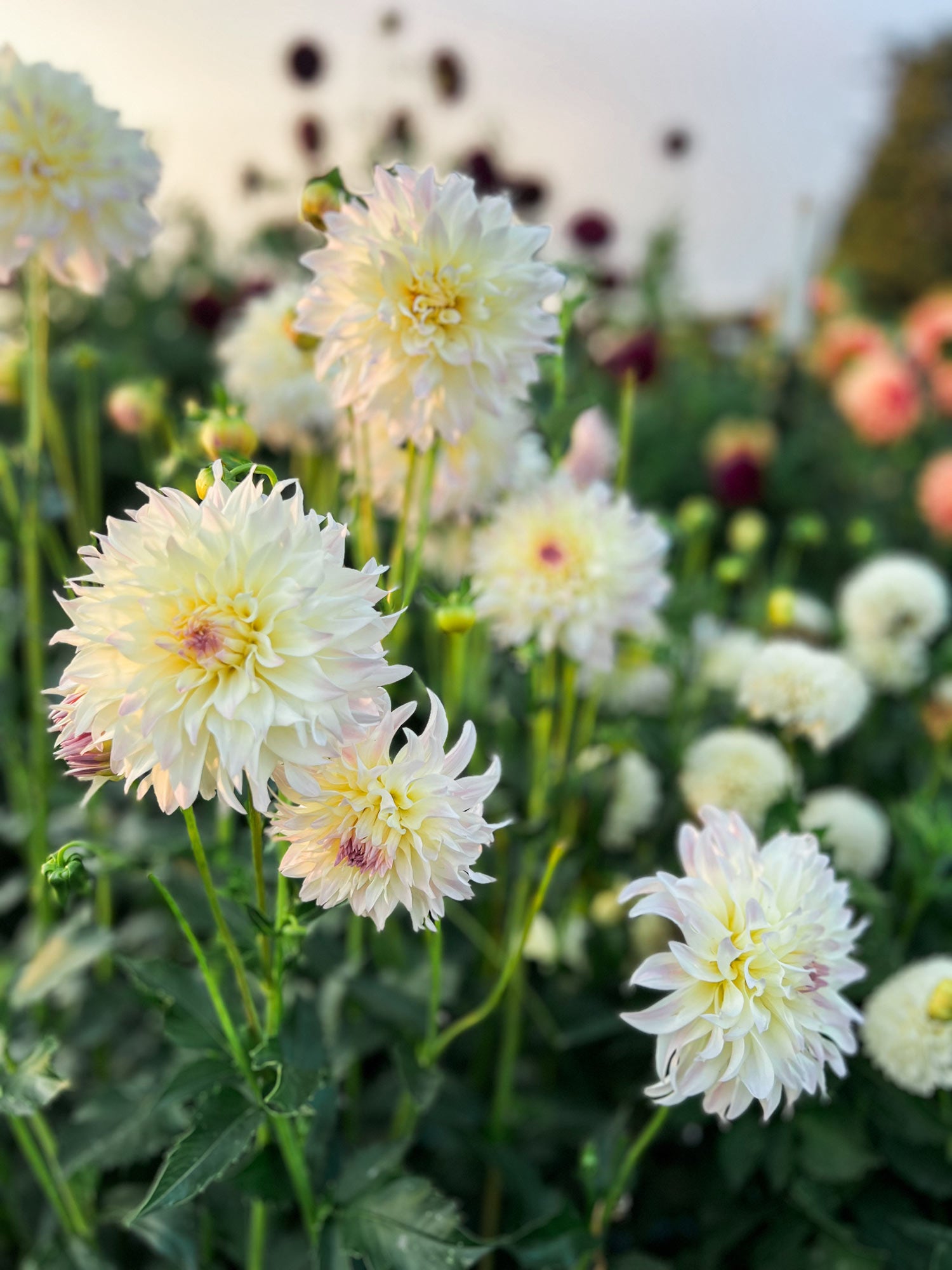 Dahlia bloom