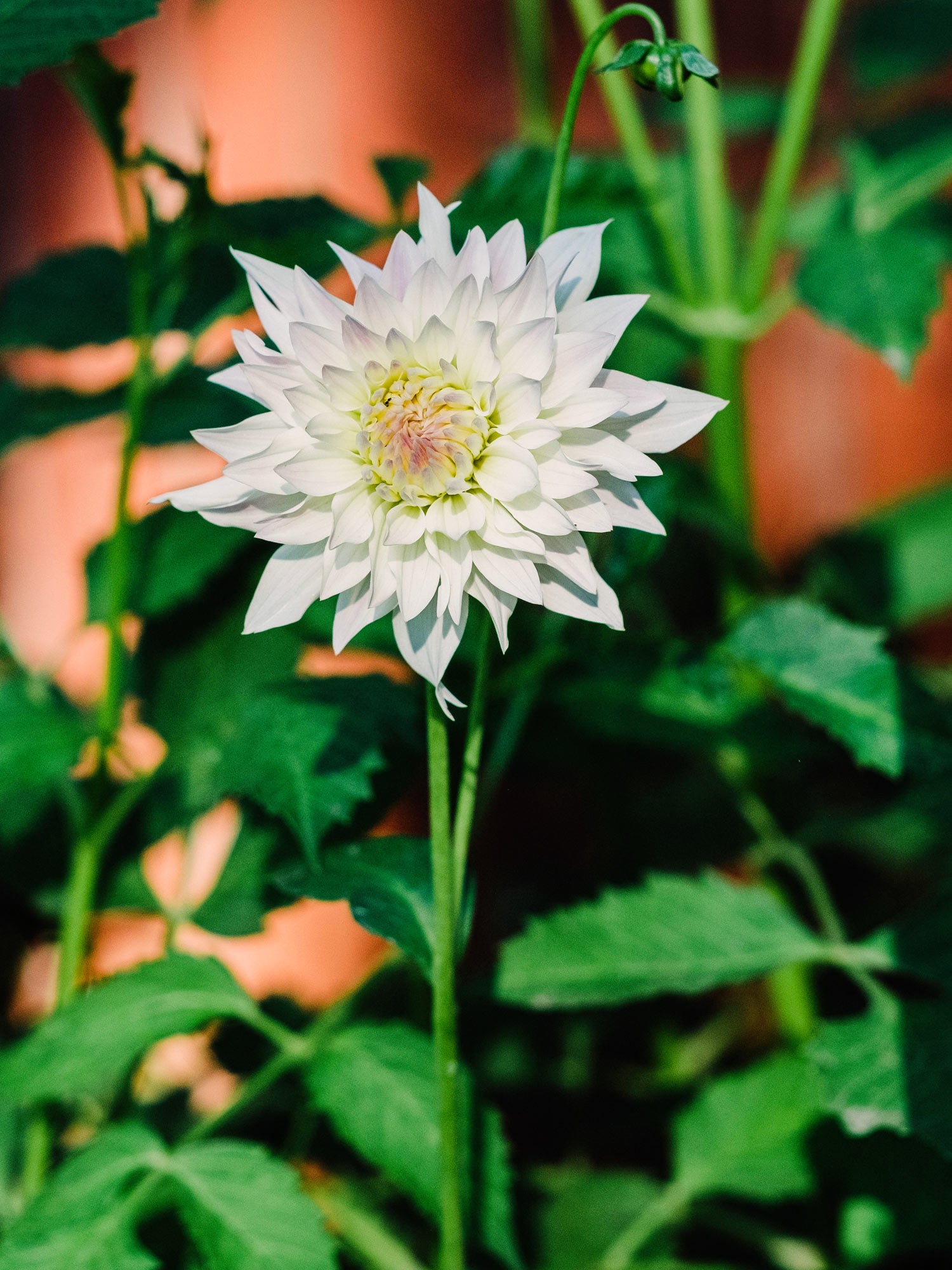 Dahlia bloom