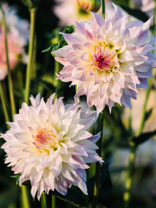Dahlia bloom