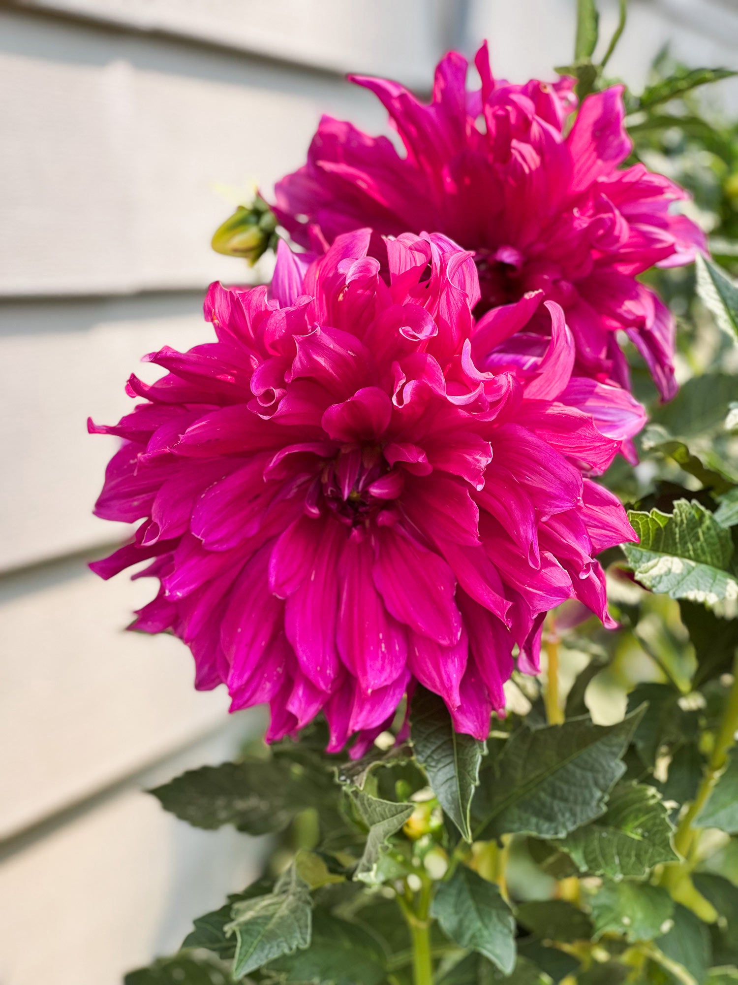 Dahlia bloom