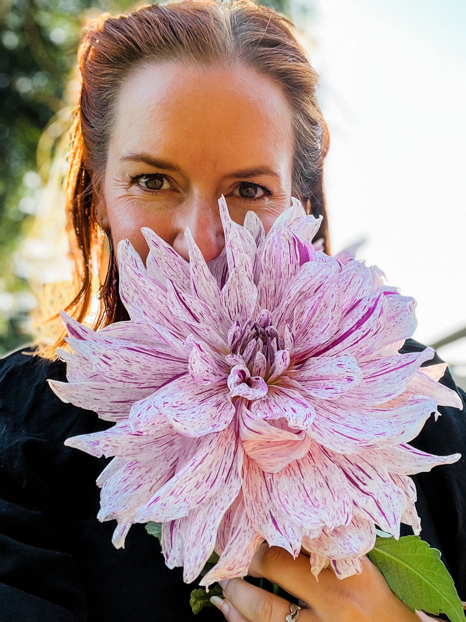 Dahlia bloom