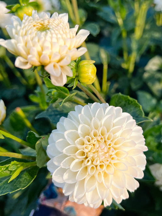 Dahlia bloom