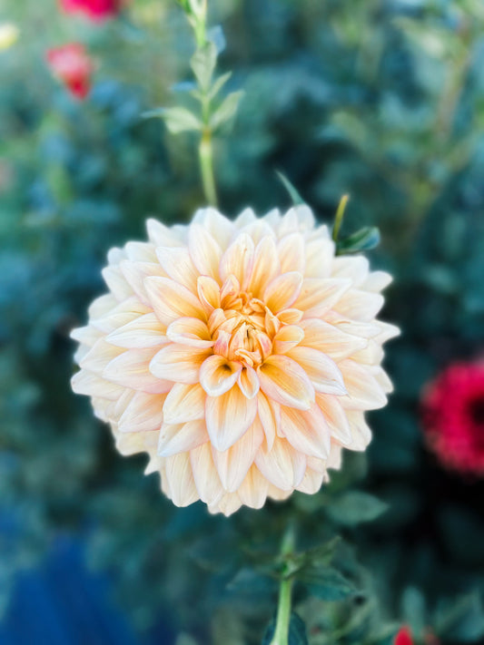 Dahlia bloom