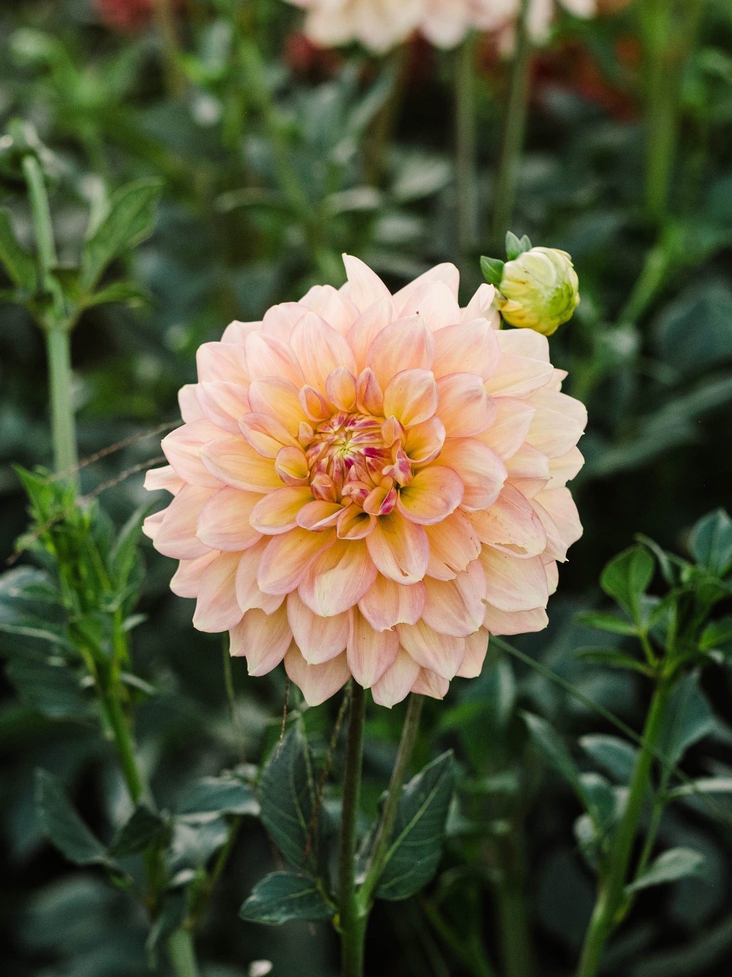 Dahlia bloom
